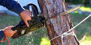 Best Root Management and Removal  in Deland Southwest, FL