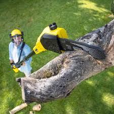 Best Tree Maintenance Programs  in Deland Southwest, FL