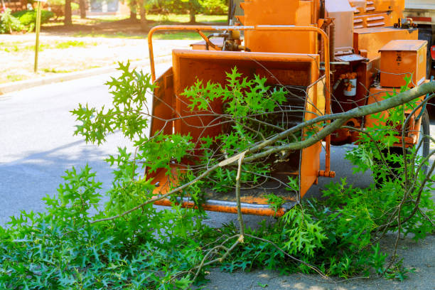 Trusted Deland Southwest, FL Tree Services Experts