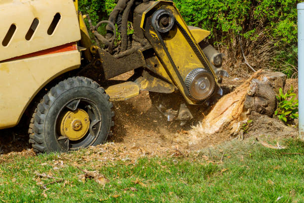 Best Grass Overseeding  in Deland Southwest, FL
