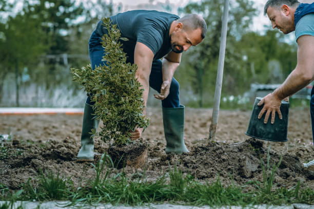 Best Hedge Trimming  in Deland Southwest, FL