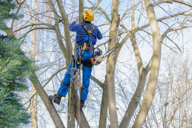 Best Utility Line Clearance  in Deland Southwest, FL