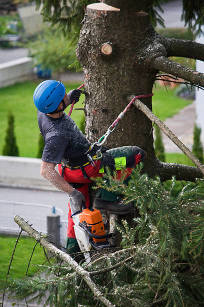 How Our Tree Care Process Works  in  Deland Southwest, FL