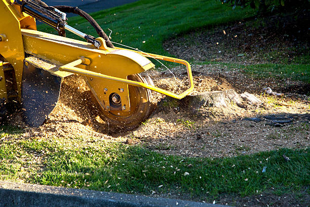 Best Emergency Tree Removal  in Deland Southwest, FL